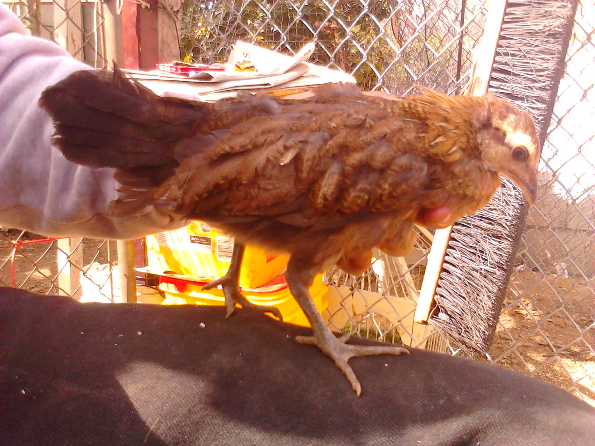 And my little game chick not sure if its a hen or rooster yet but have had him for about 1 month or 2.