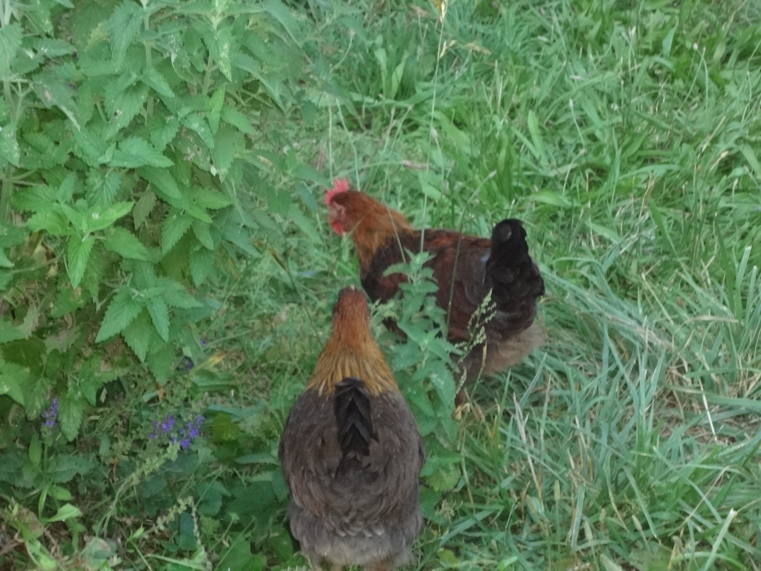 And now there is only two wellies.    One of my Roos has gone to live with a fellow BYC member.   Two roos (in addition to Romeo, our bantam roo) was going to be too many.  
We will miss him as he was a nice boy but in the long run it is for the best.