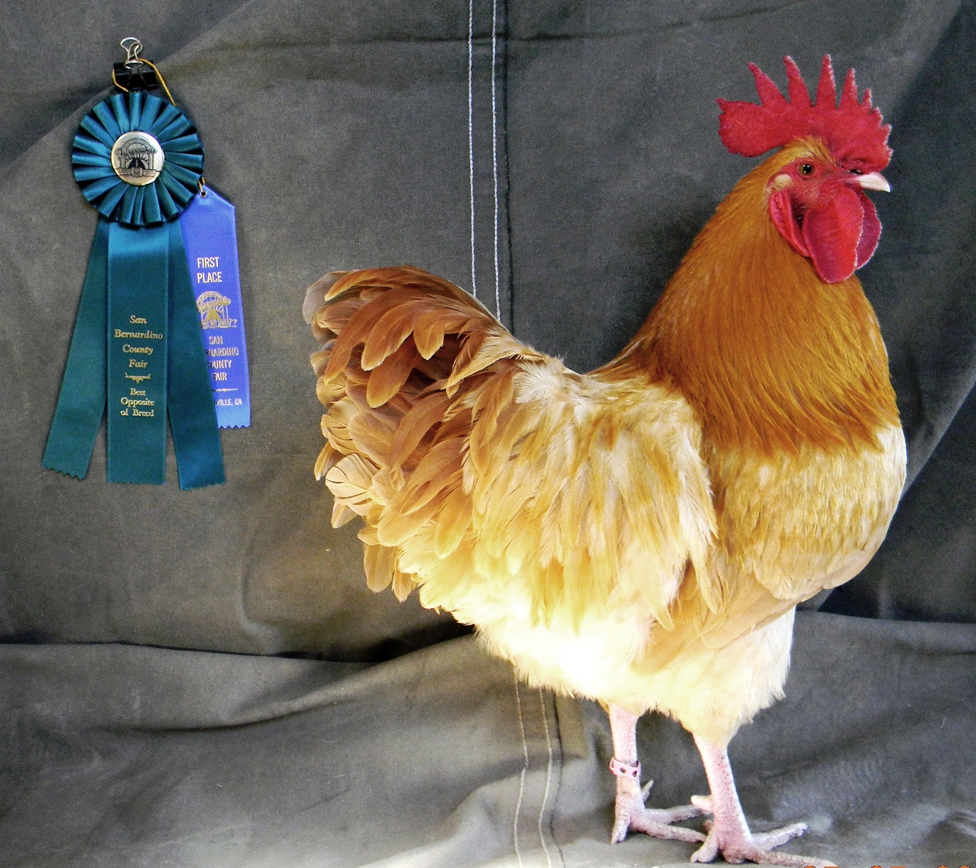 And of course, Handsome Homer (formerly 'Homely Homer" - one of the ugliest little cockerels, growing up, but what a hottie now, huh?).   Posing by his Best Opposite awards from 2014 San Bernardino County fair.