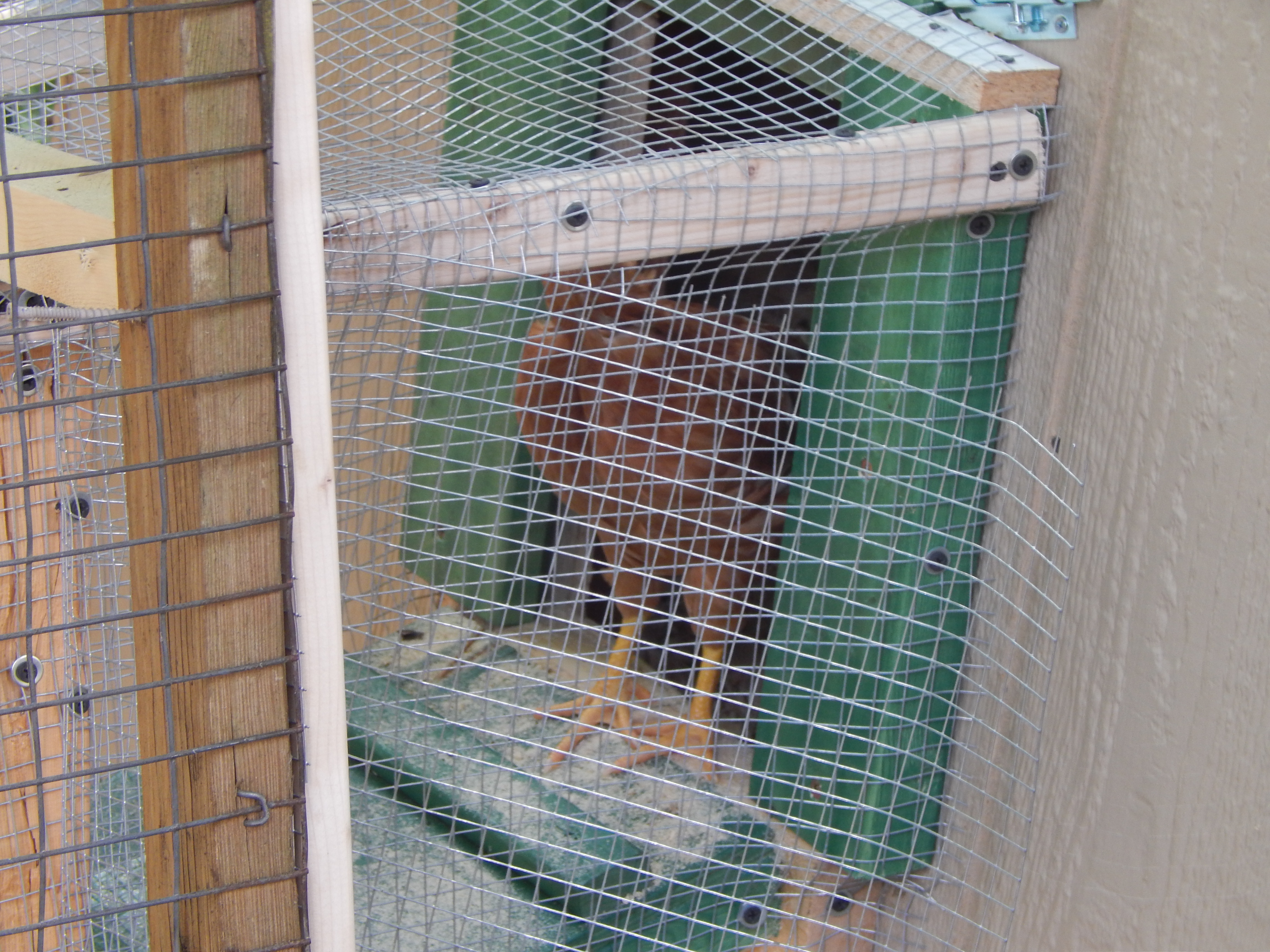 And of course my little golden buff Penny is the first to stick her head out the door.