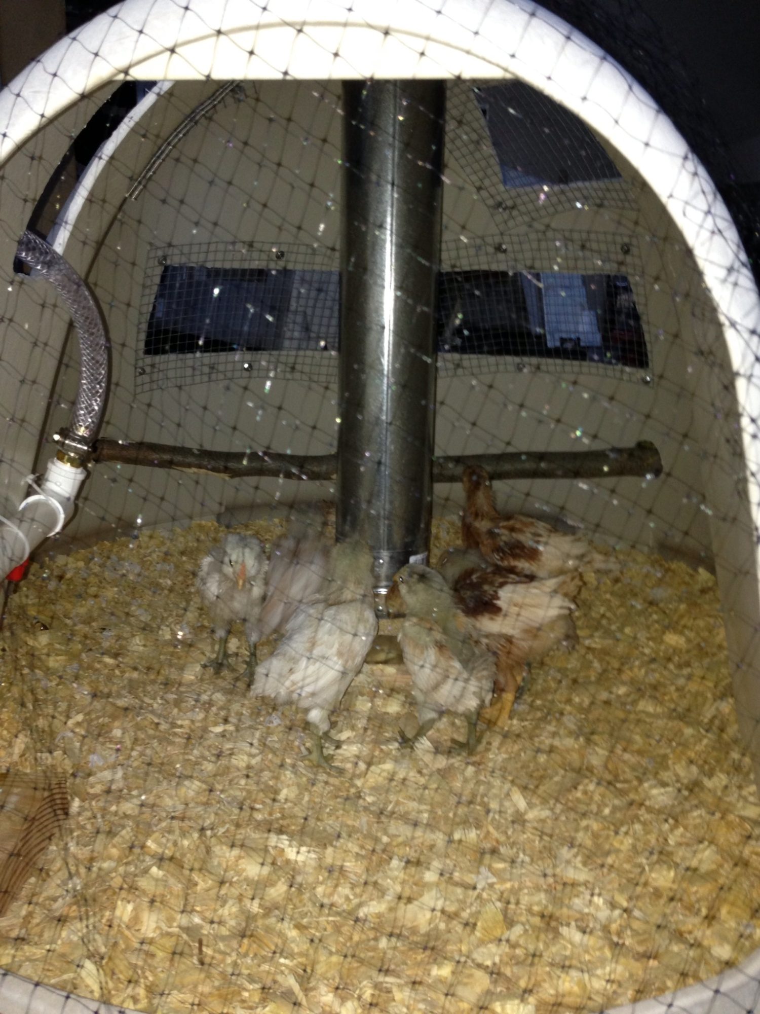 And our almost 4-week old chicks have been moved to their new home so we can make changes to the old shelter