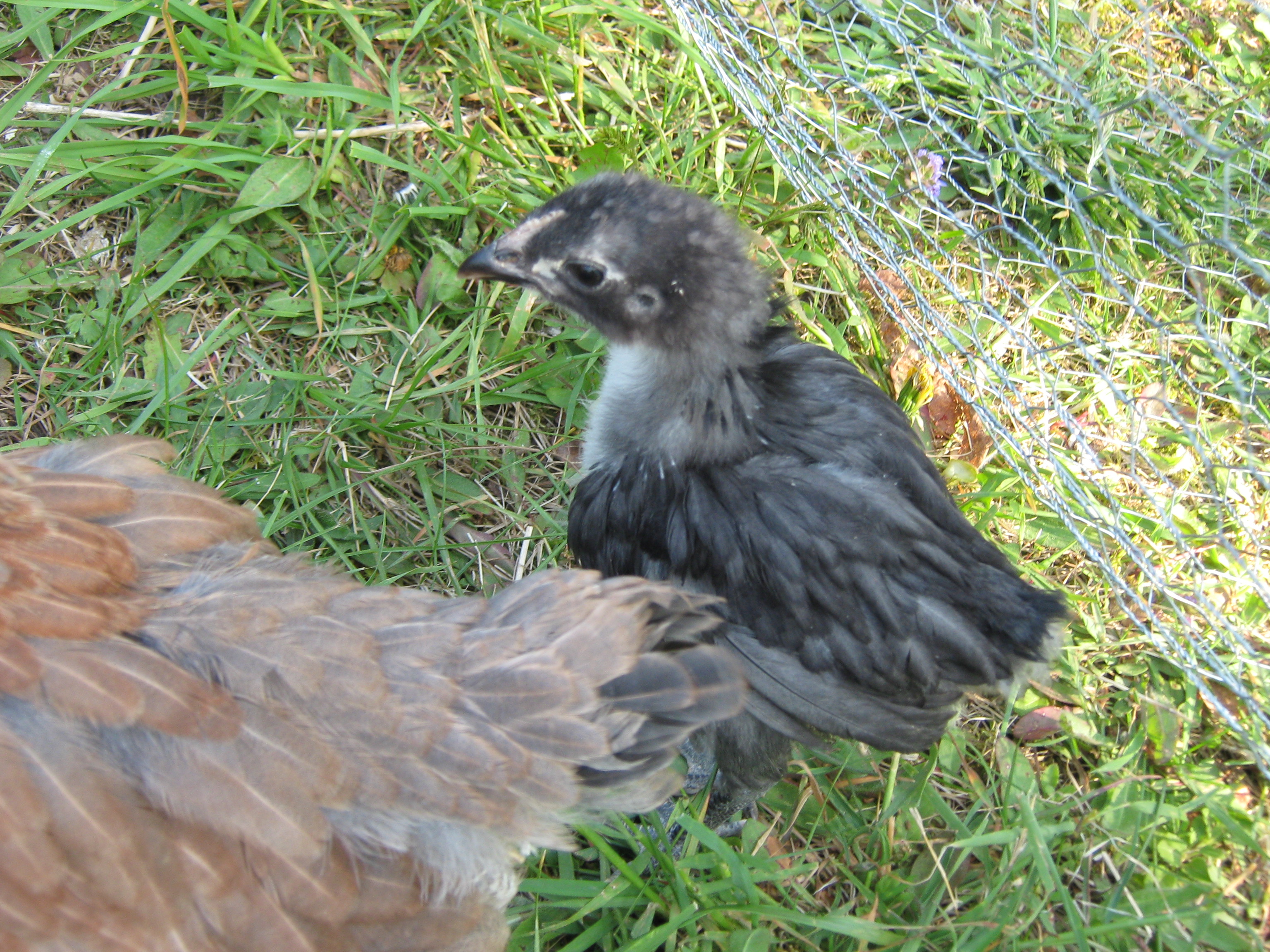 ...And our new little blue orp