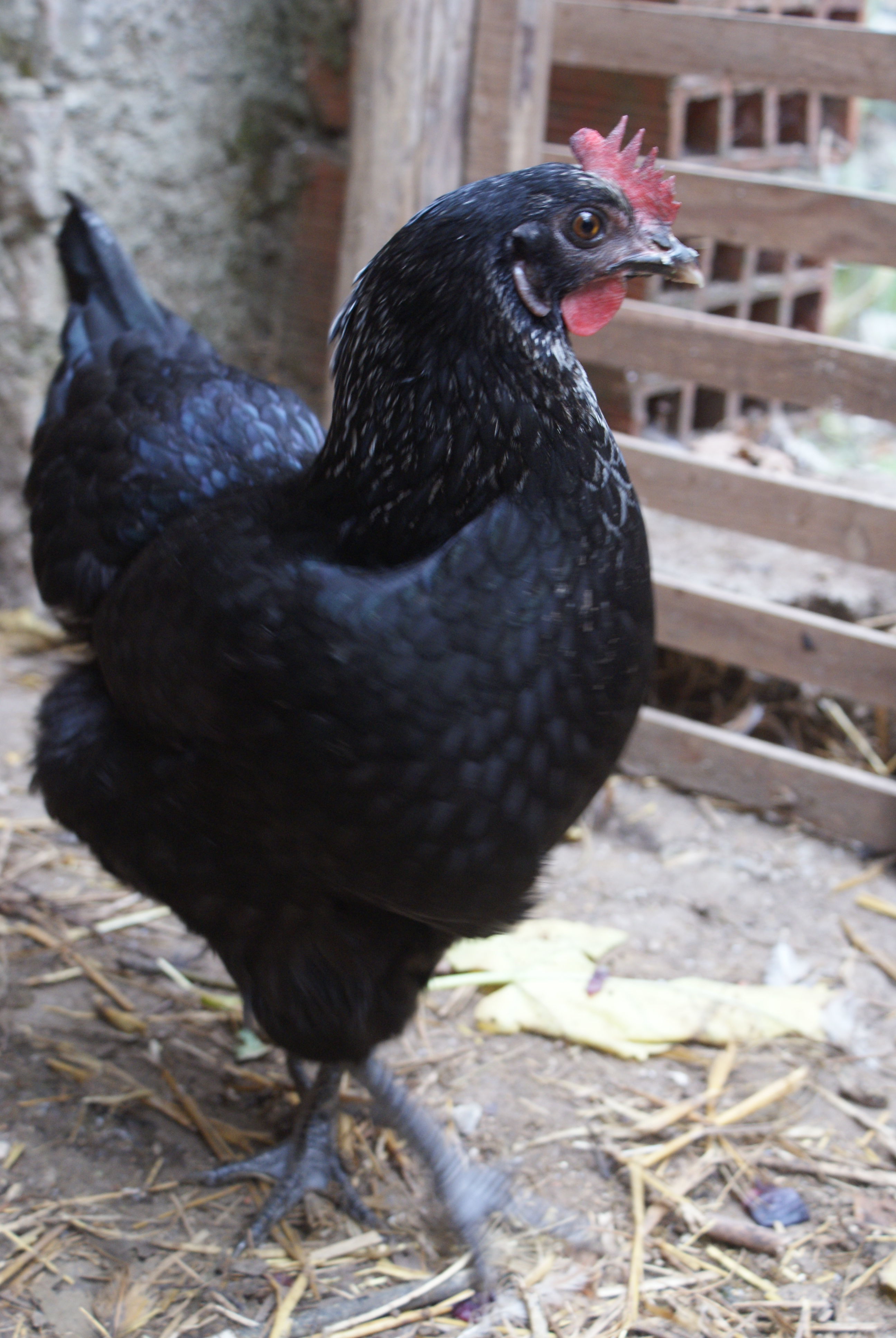 ... and showing proudly her new plumage!