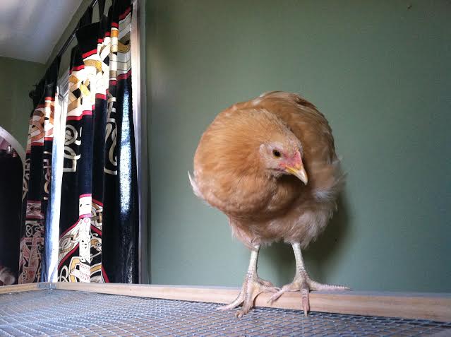 And teasing her sisters below