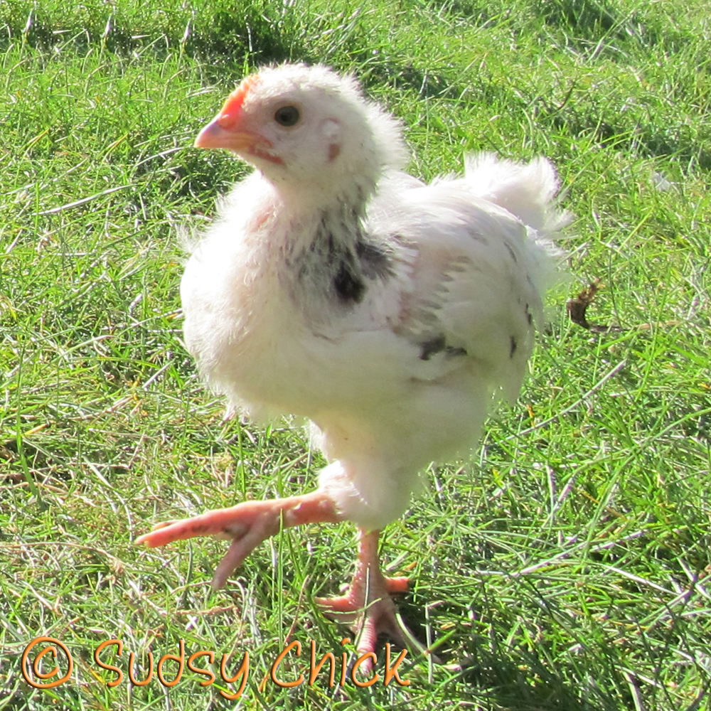 And that's a pretty big comb for five weeks...but I've never raised Light Sussex before, so please tell me if this looks like a girl to you =)