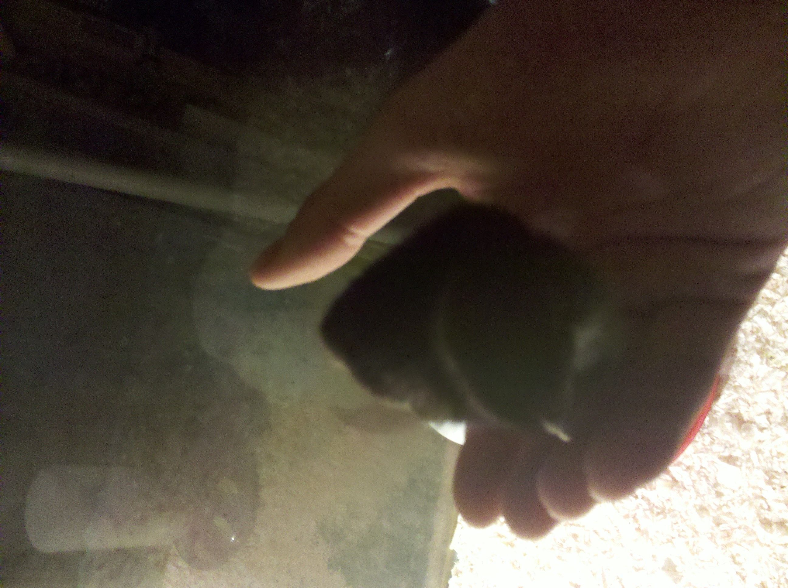 And the third. This one actually got in to my hand. Think the other two have since changed this ones mind about being handled though (always runs now). We still try to hold them and love on them though. Once they are in your hands they calm down.