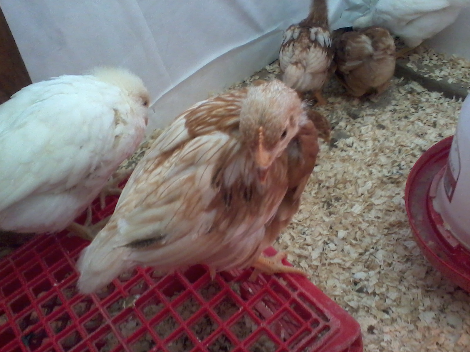 And then there was Spot. She is clearly a sex link but exactly what kind of sex link your guess is as good as mine! When they were fluff balls they all looked like Gold Comets but she is now a buff color and white with 4 or 5 feathers on her right that look like they are pencilled. (4 Weeks)
