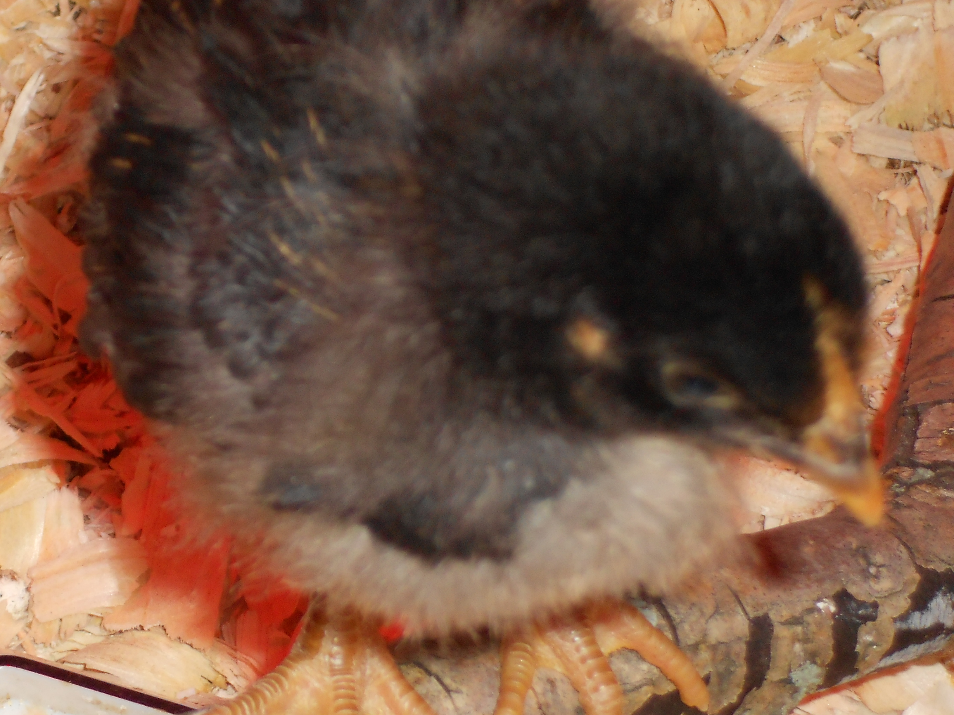 And this is "Simmons" golden laced. thought to be the rooster, now her name is Simone'. sweet, curious, calm.