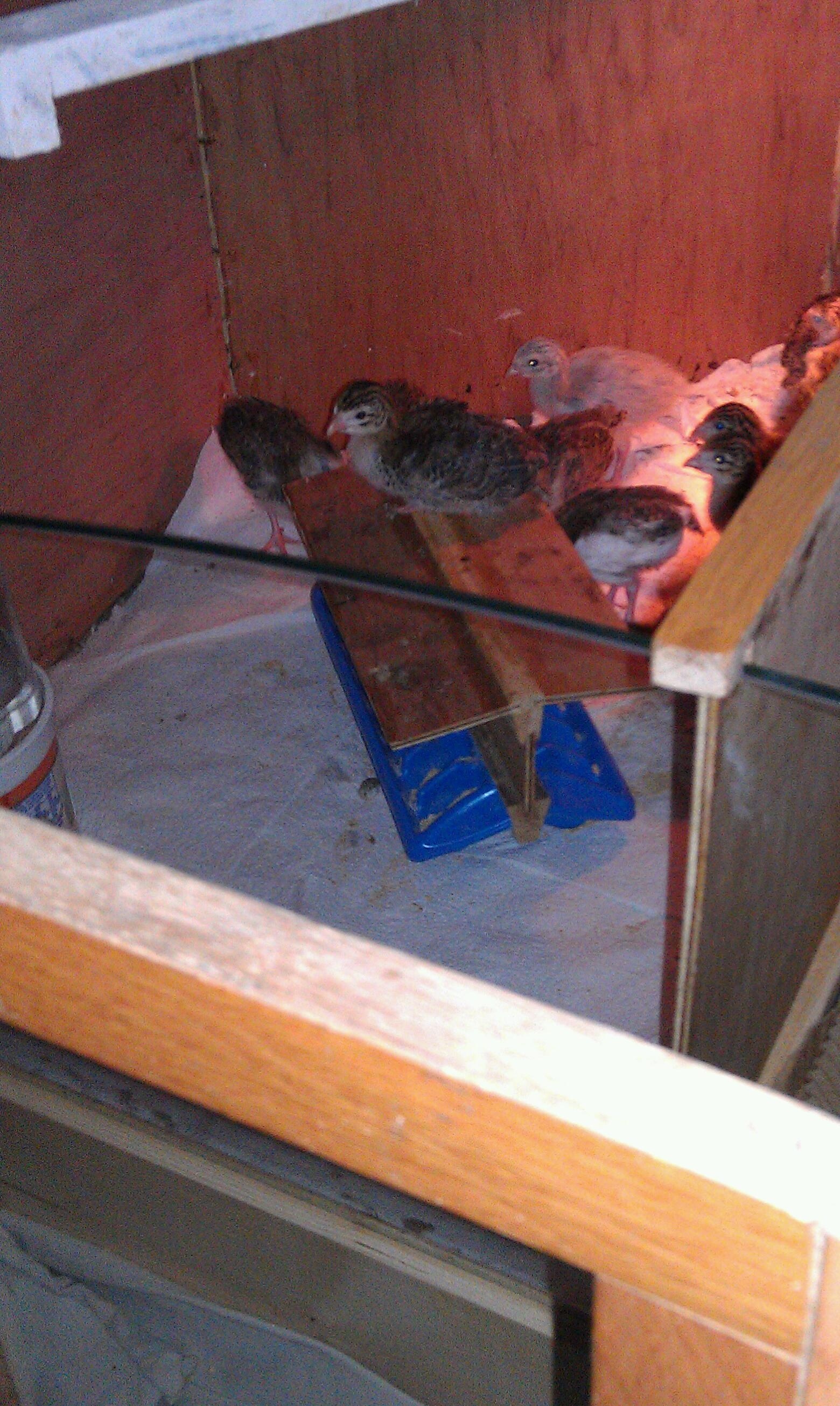 ... and, this is the front detail, shot sorta thru the front door. I had to raise the dividers and the interior glass panel, 'cause these keets are already flyin' a bit further and higher than anticipated.