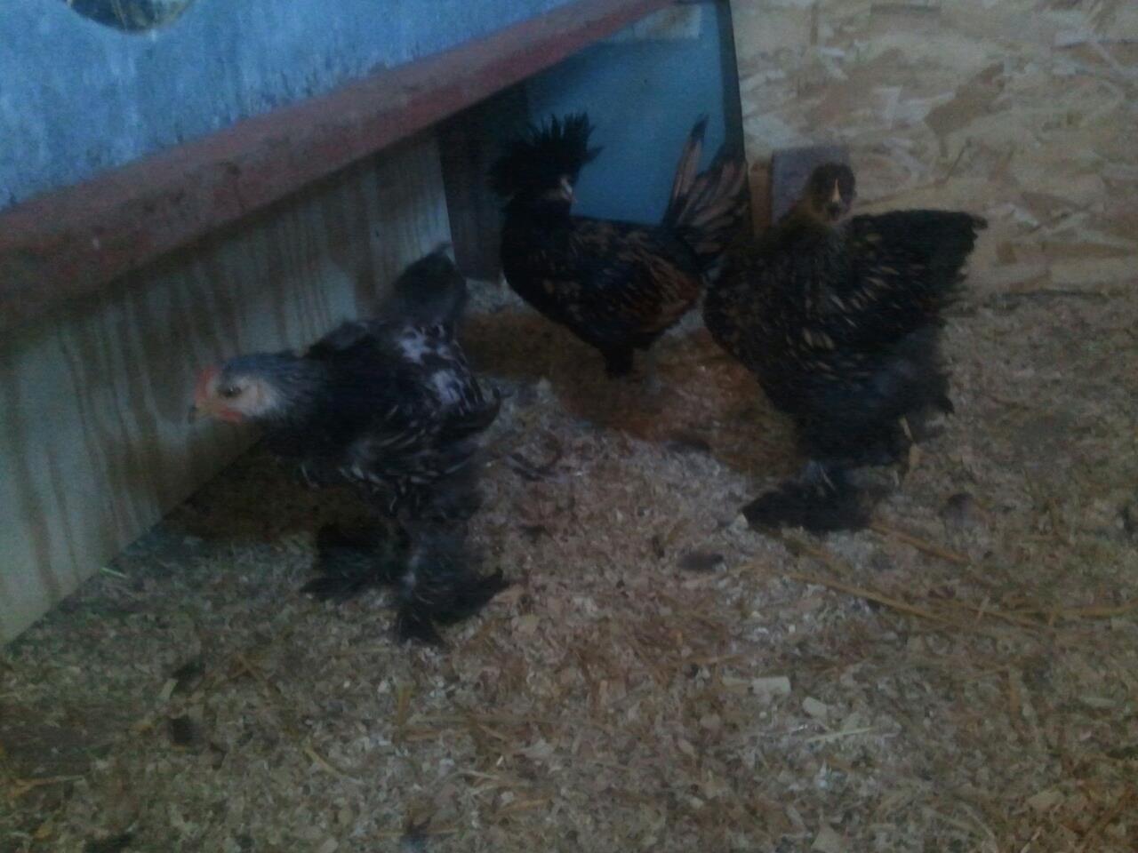 and this is them both together!!