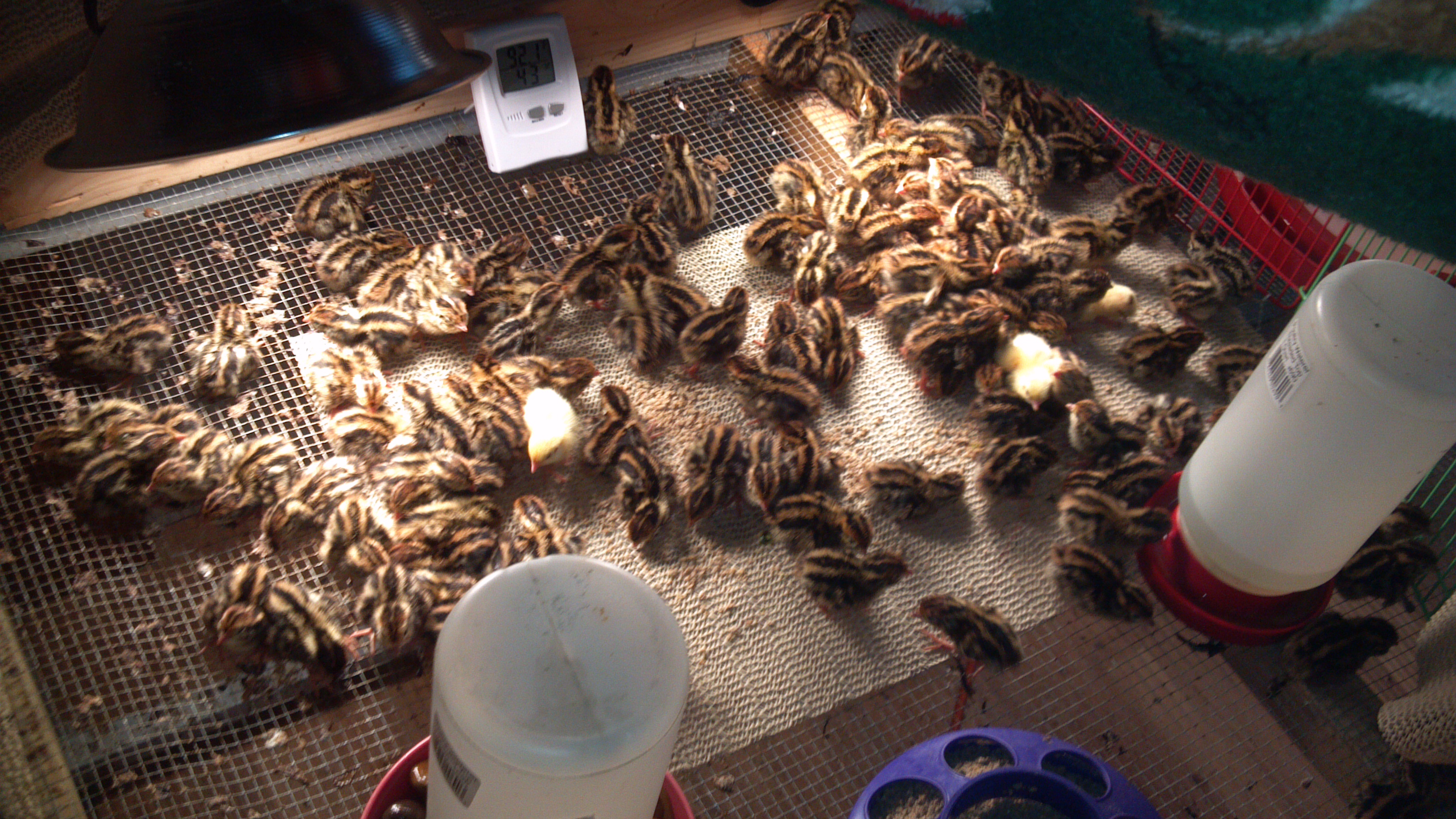 and this is what i came home to. 118 of these bugers..