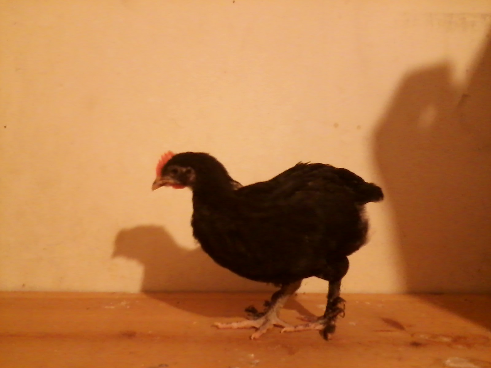 And, yet another, 5 week old BCM cockerel.