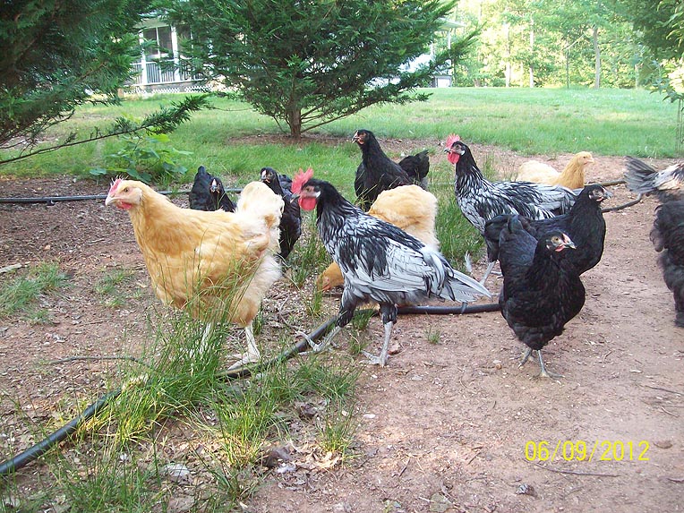 Andalusian Ckls 2012 - 4 months old