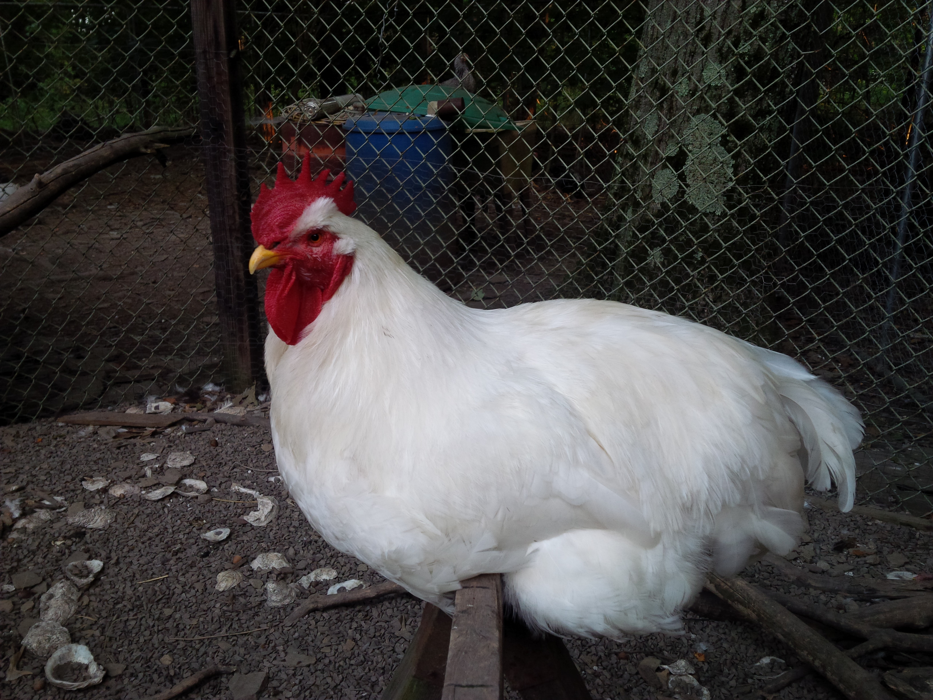 Andre, white rock @ 15 months