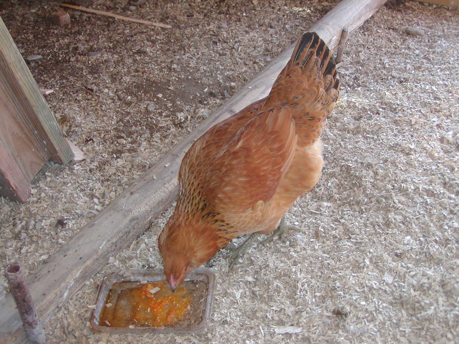 Andromeda. 21 1/2 week old Easter Egger. no red comb.