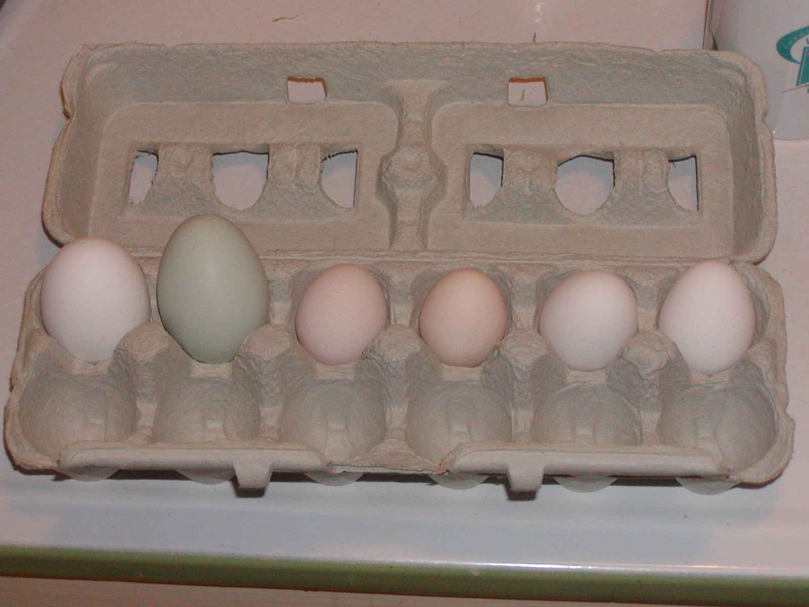 Andromedas first egg - XL!
From left: Store, E.E., 2 Cubalaya, 2 Ancona