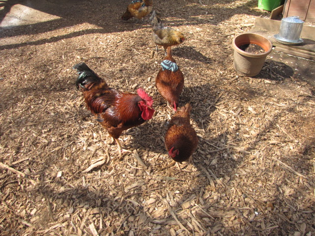 Andy (rooster), copper, CG (the rhode island red with the blue saddle. Bellatrex and Tieto in the background
