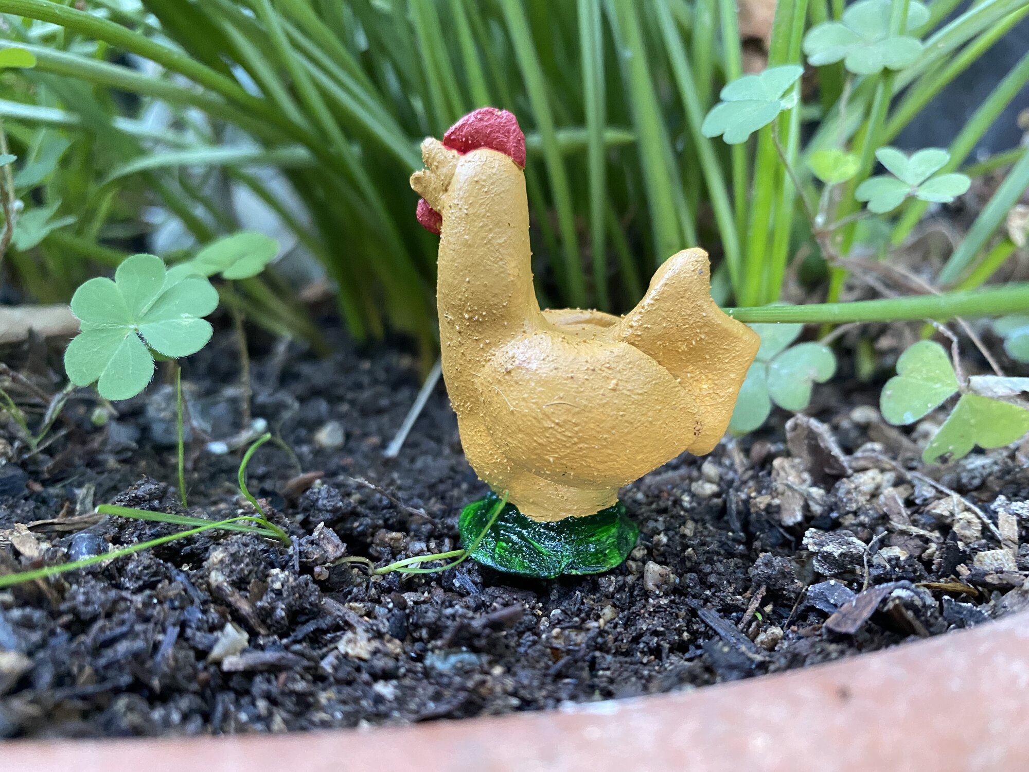 Angel, a buff Orpington cockerel.