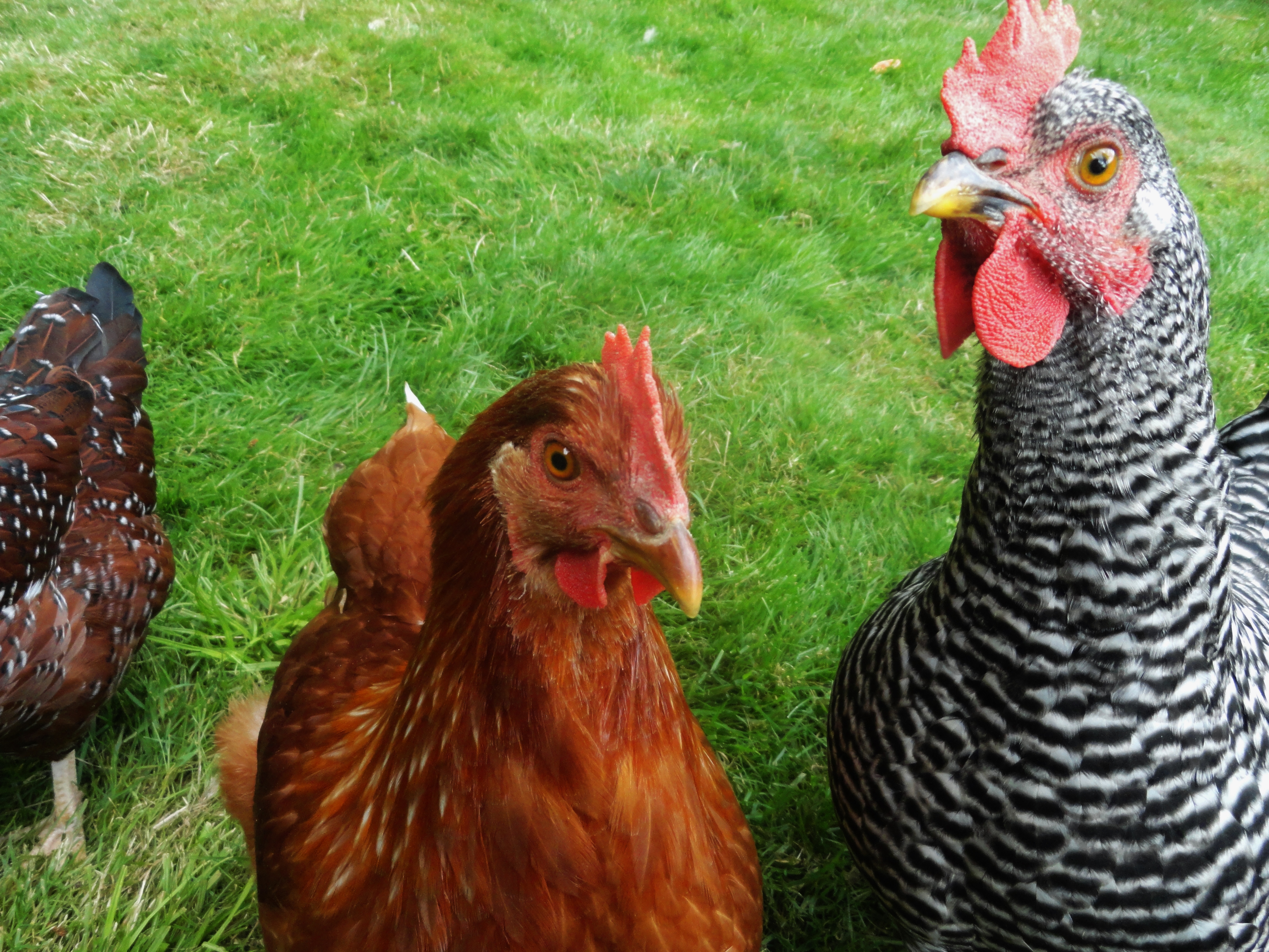 Angel and a no named Hen
