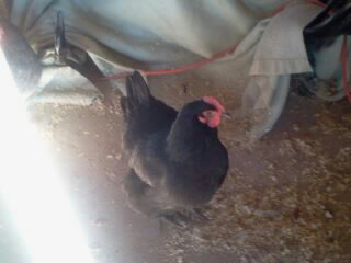 Angel Black Australorp