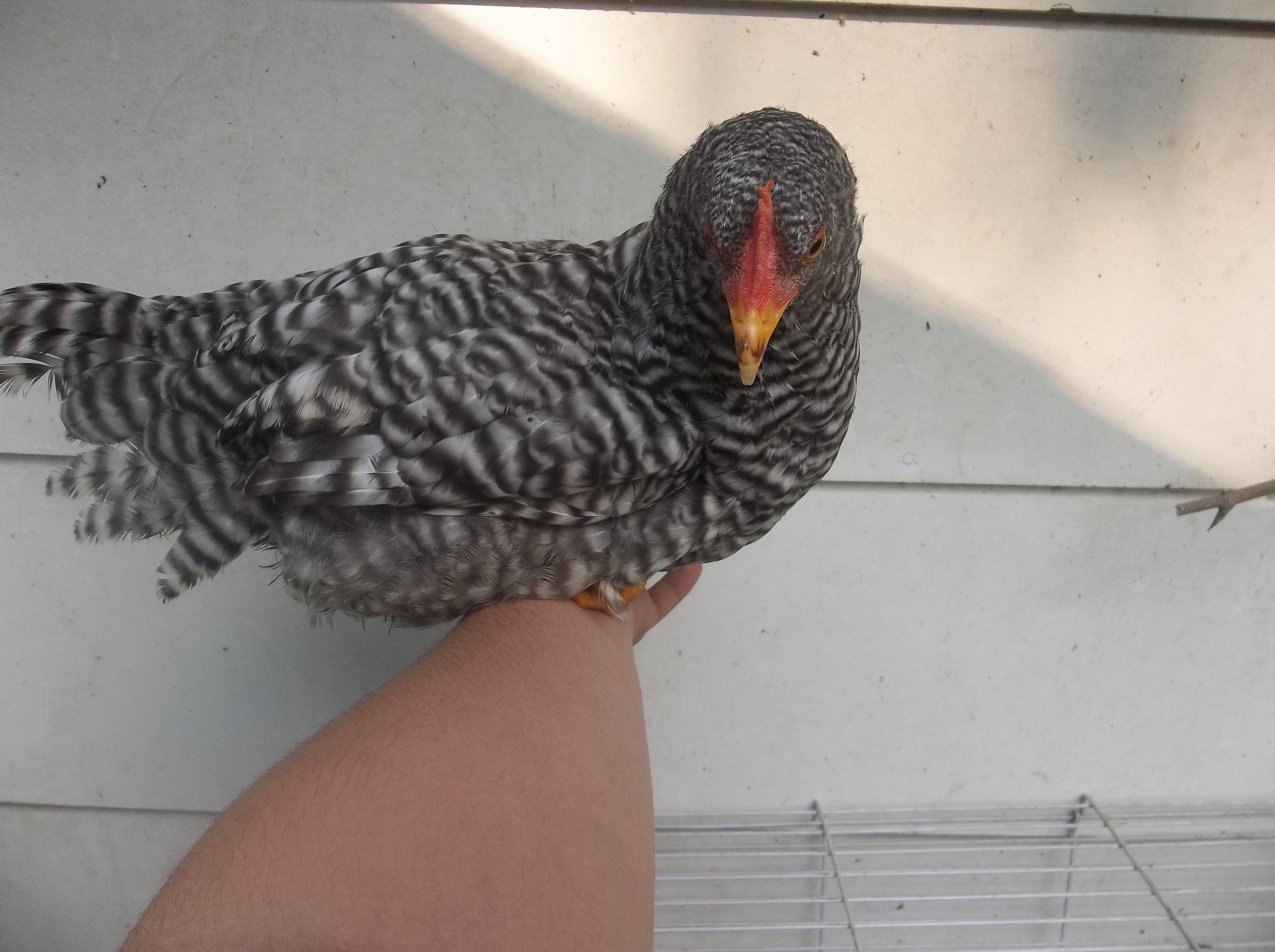 Angel BR who i have recently confirmed is a Roo :/