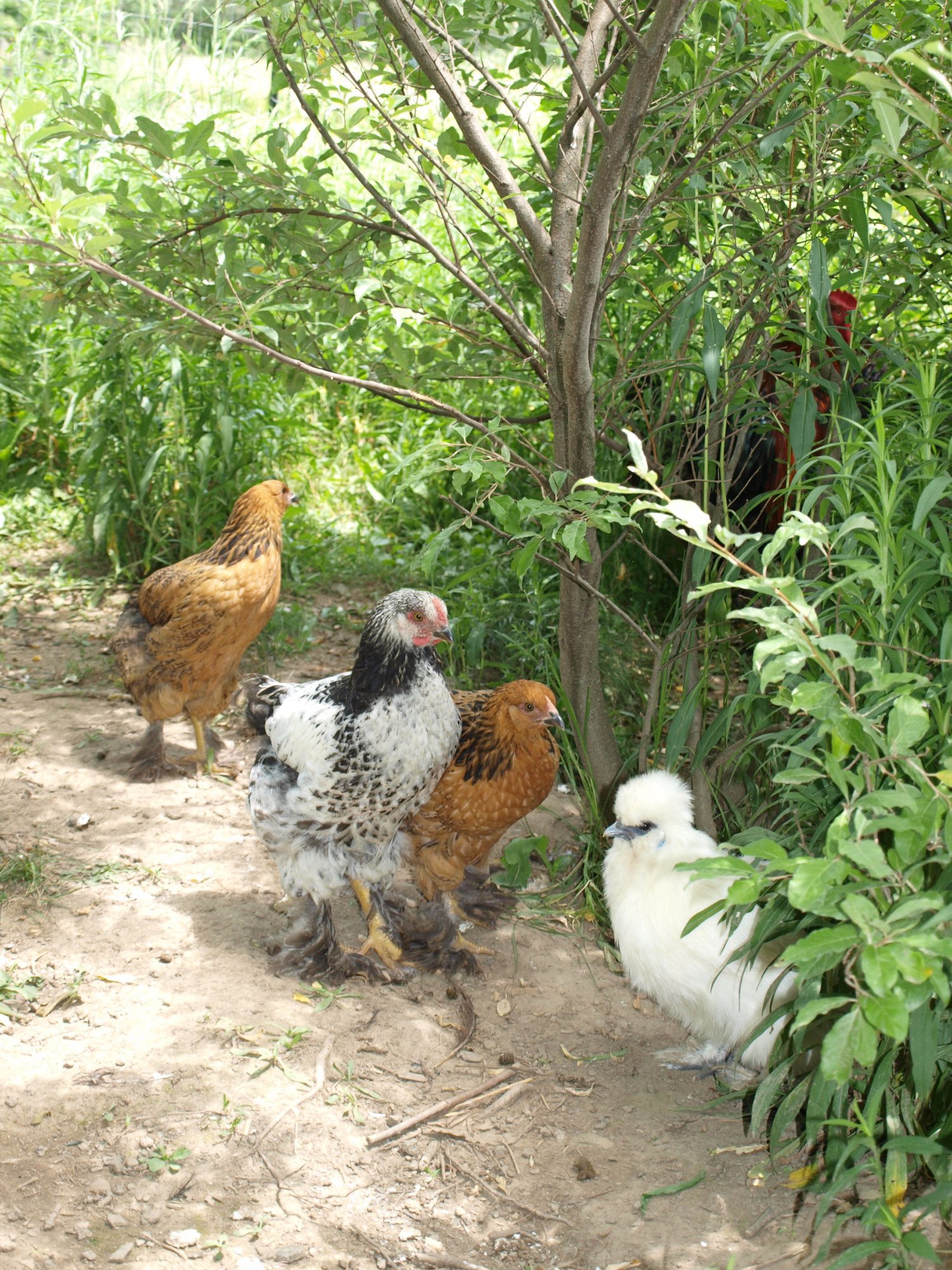 Angel brooding chicks that are bigger than her!