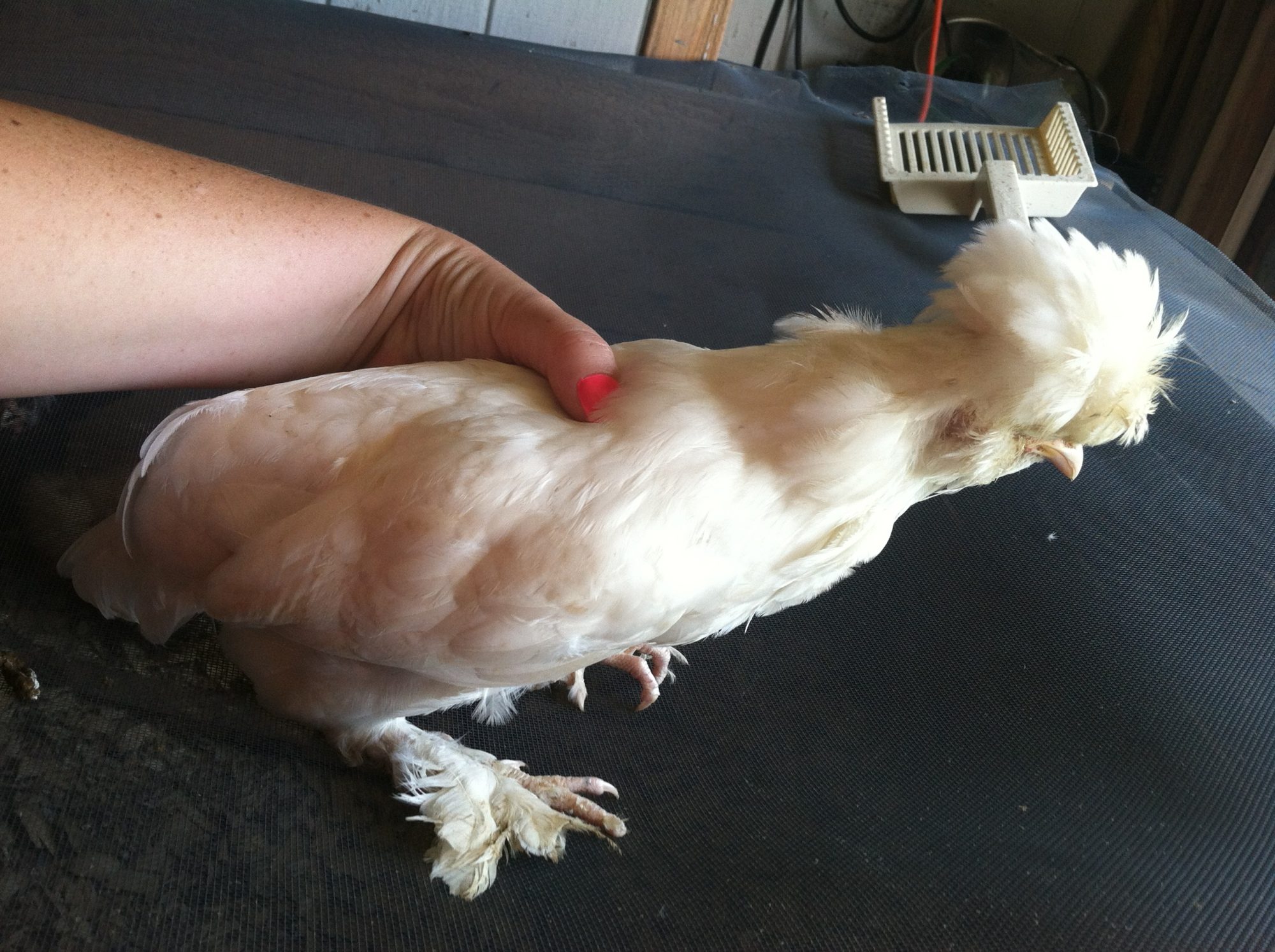 Angel- Hen