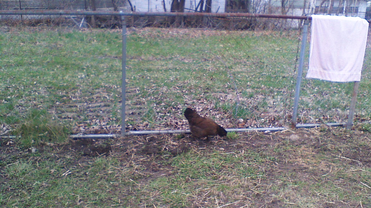 Angel our Ameraucana Hen