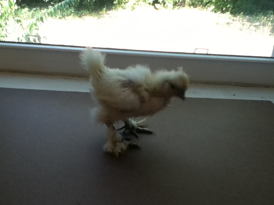 Angel - White Silkie - 3 1/2 weeks