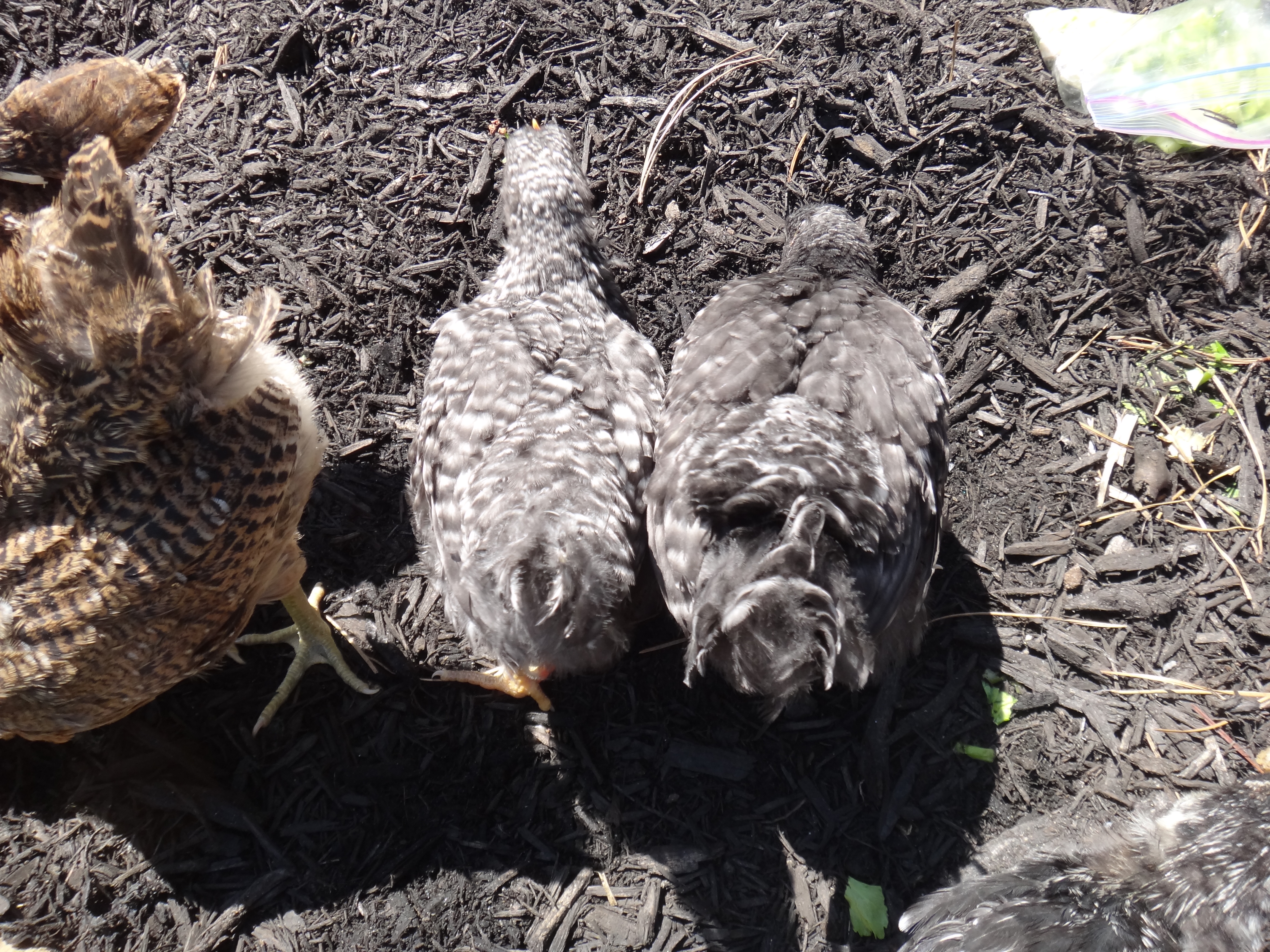 Angie on left, Poco loco on right 4 weeks