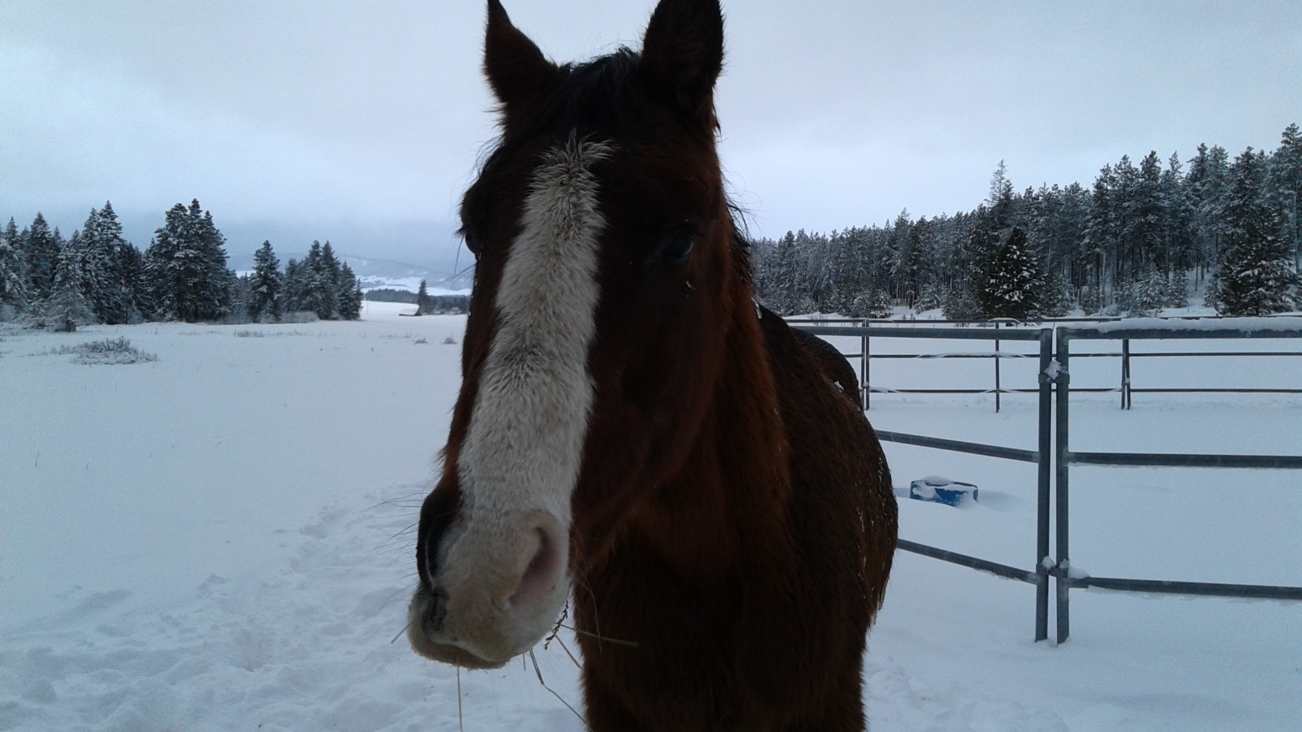 Anglo Arab, TB/Arab cross