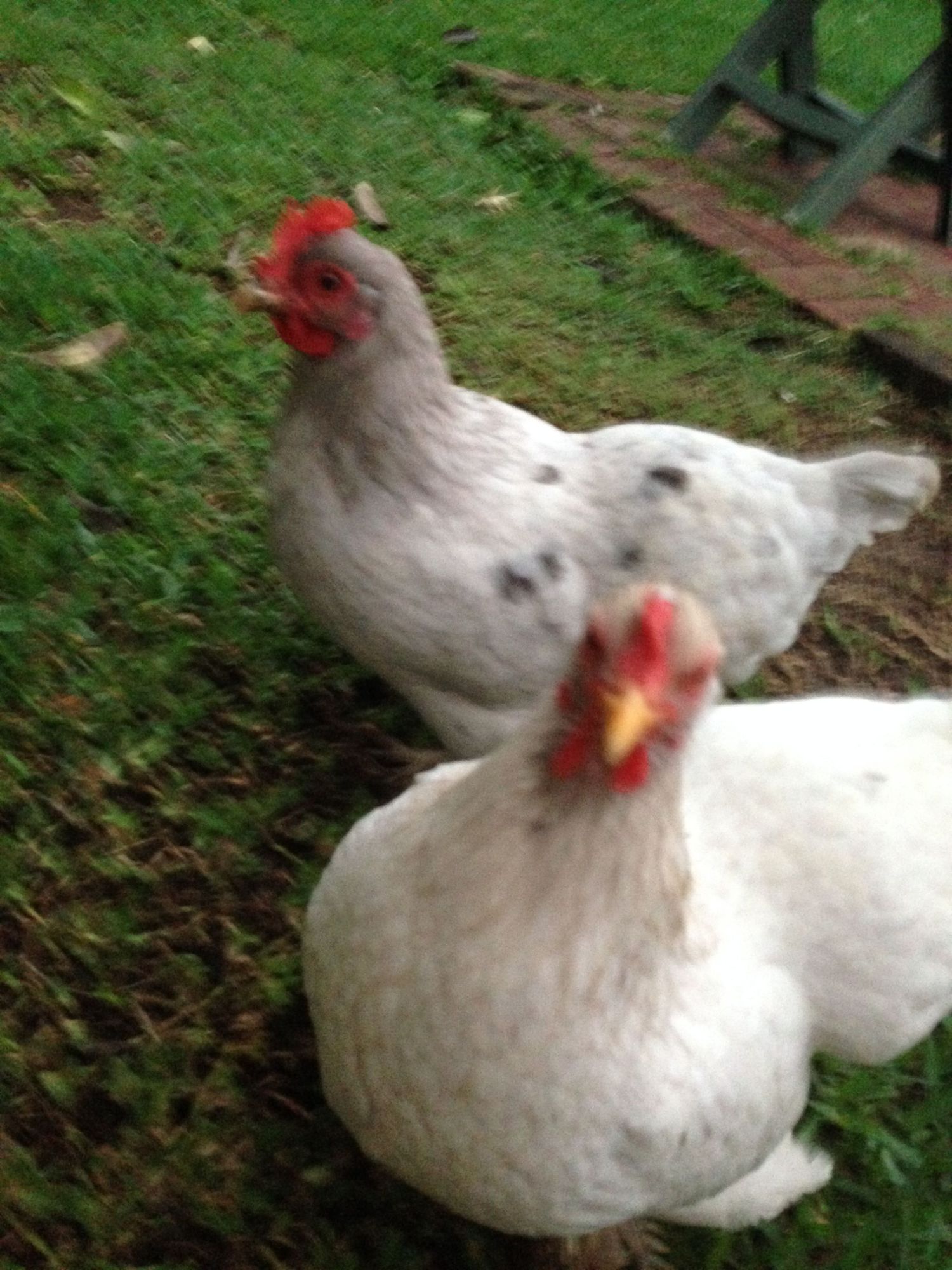 Angry Chicks