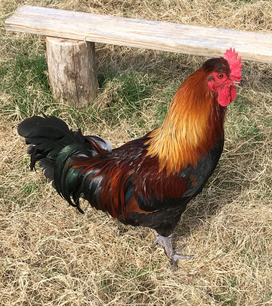 Angus ,A Shetland Tappit cockeral