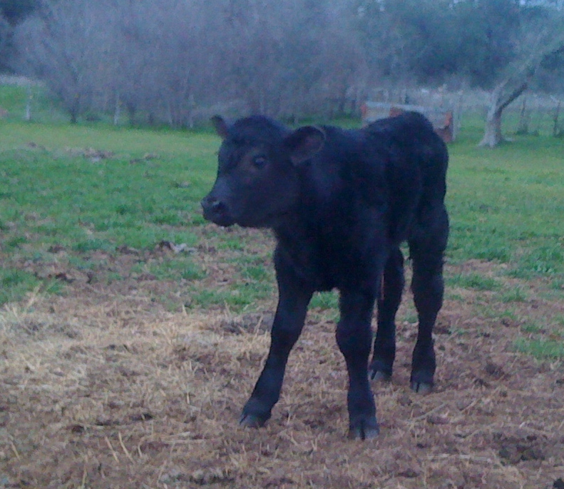 Angus bull calf named Chuck born 3-7-12
