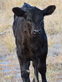 Angus Calf Not Chicken Related But Adorable