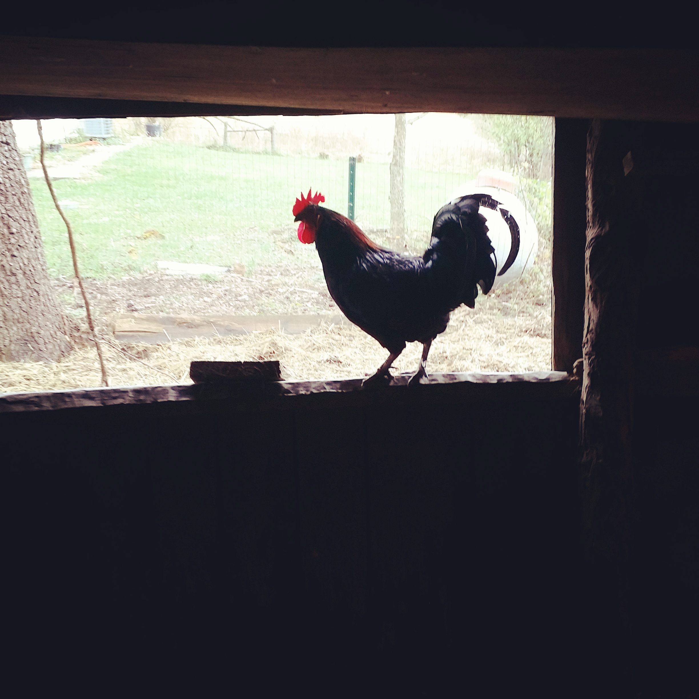 Angus the Rooster is always first out of the coop.