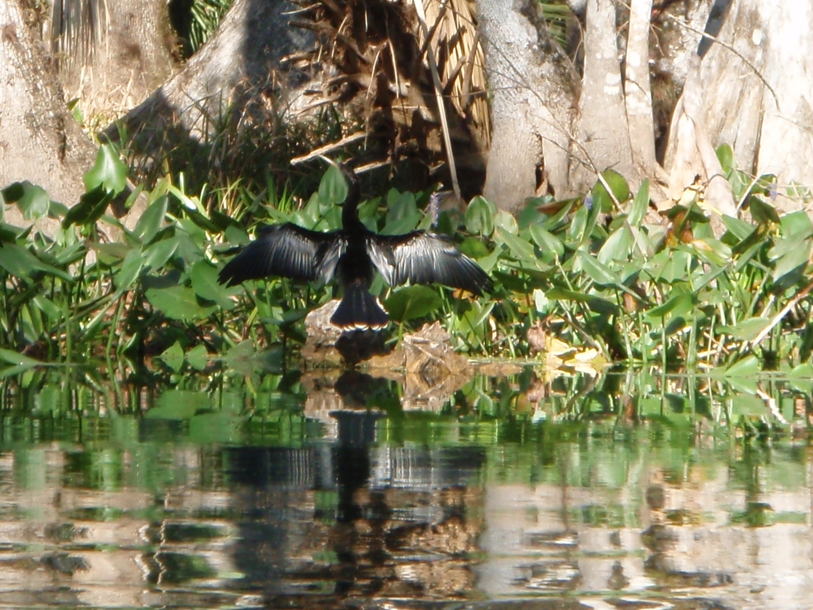 anhinga