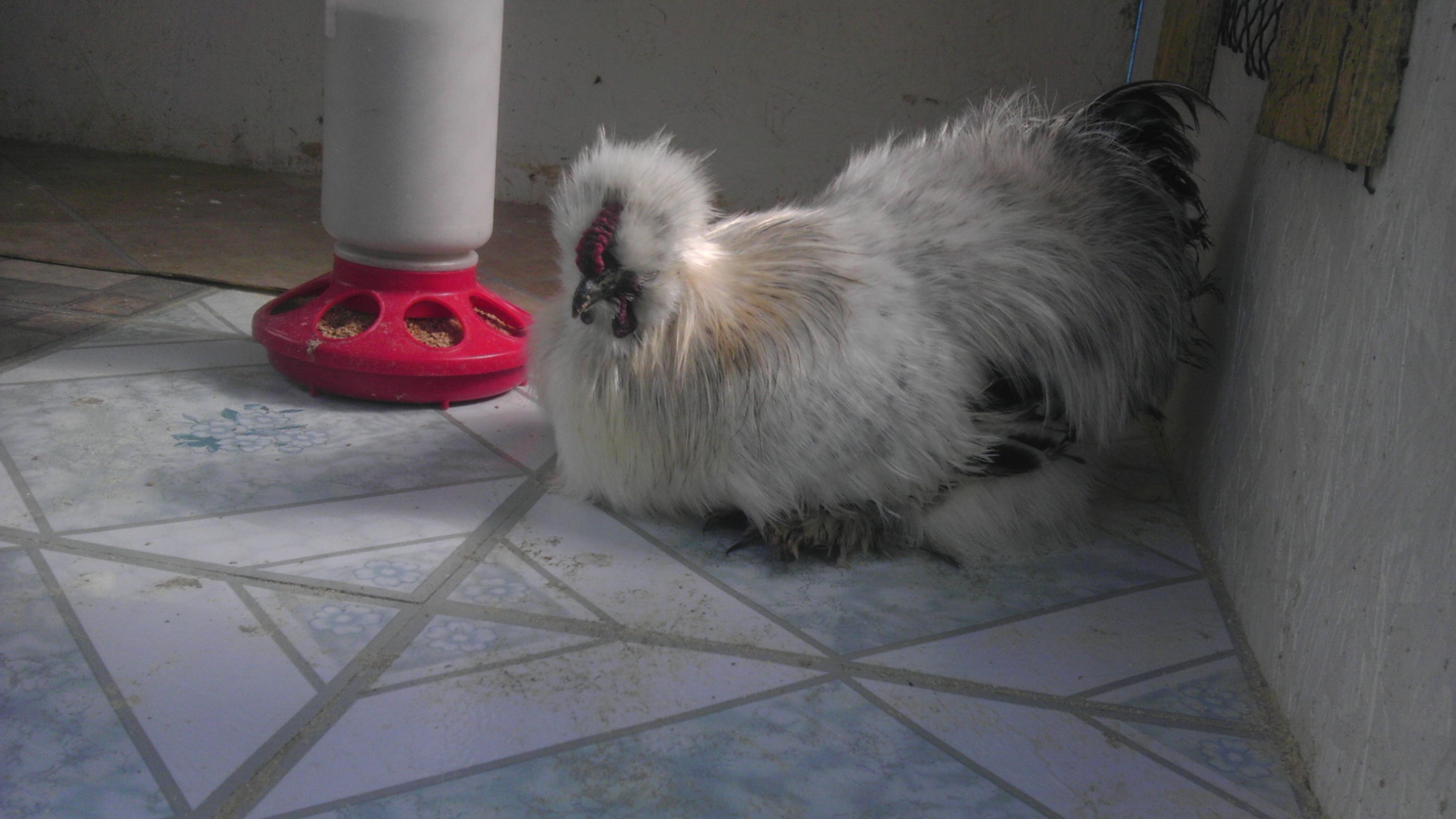Animal doing some kind of dance in the coop