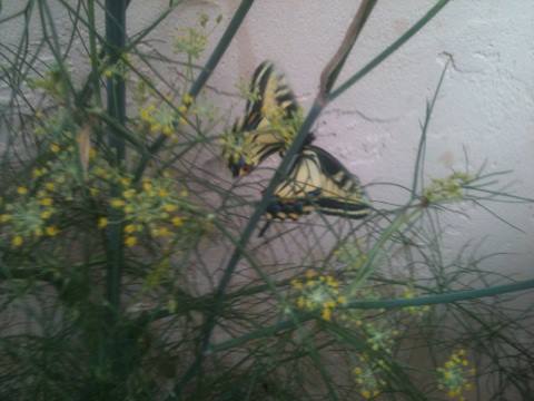 *
Anise Swallowtails can be common in the spring in the Rocky Mountains west to California. They feed on various species of parsleys. They usually only have one flight in the Rocky Mountains and Great Basin; but have multiple flights per year near the California coast where they use fennel as a larval hostplant.