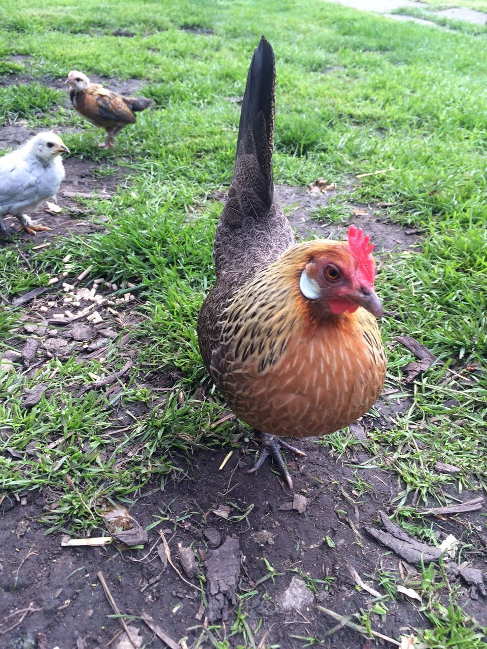 Ann, my Dutch bantam hen