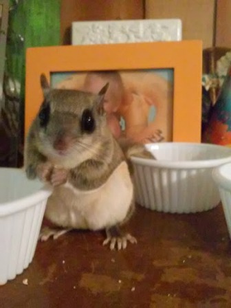 Annabelle, Flying Squirrel (Glaucomys Volans)