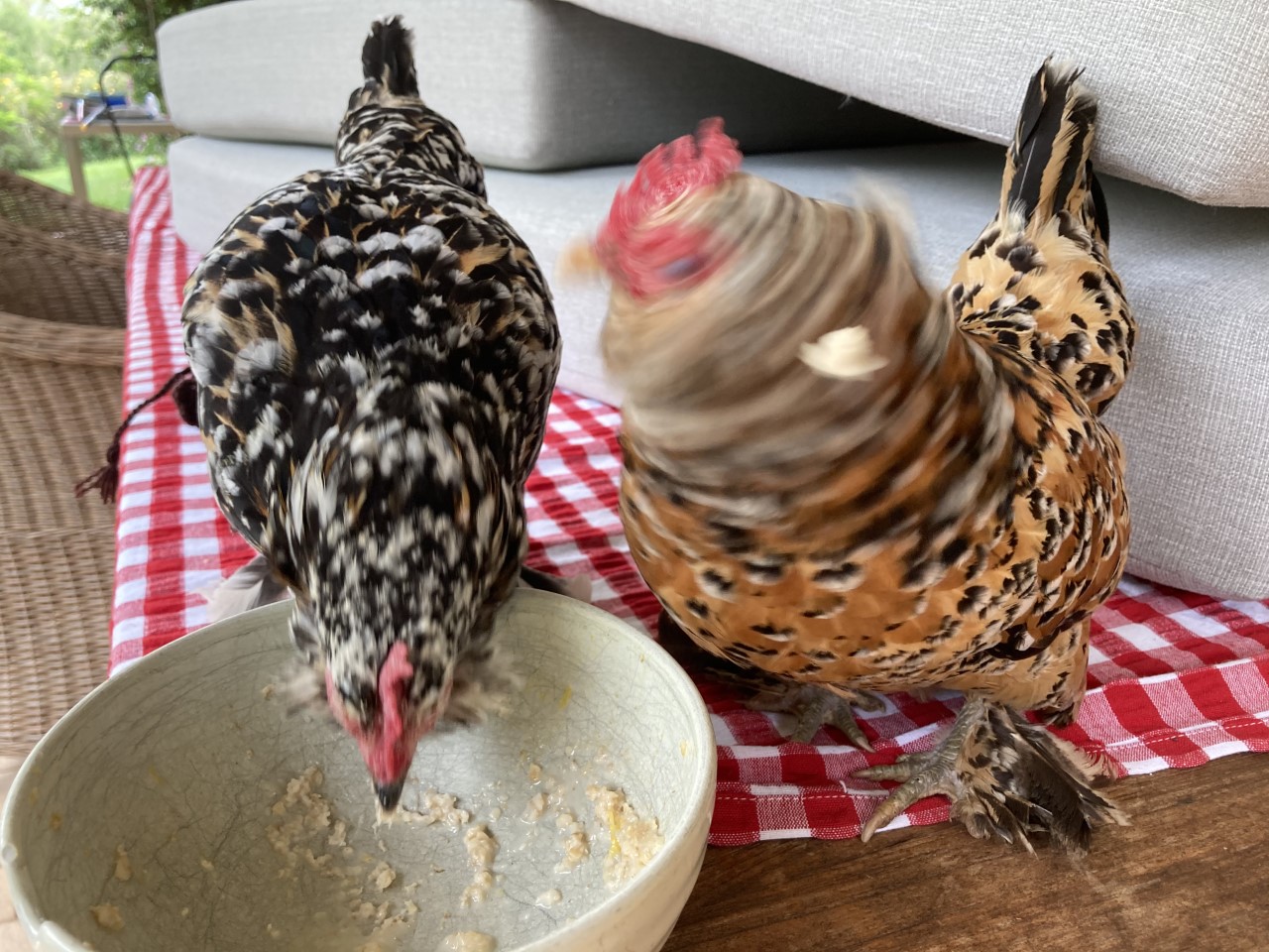 Anndddd there goes your breakfast....