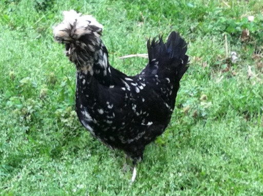 Annette, houdan hen, is very shy and timid but follows me all over the yard.  She hatched the end of summer 2012.