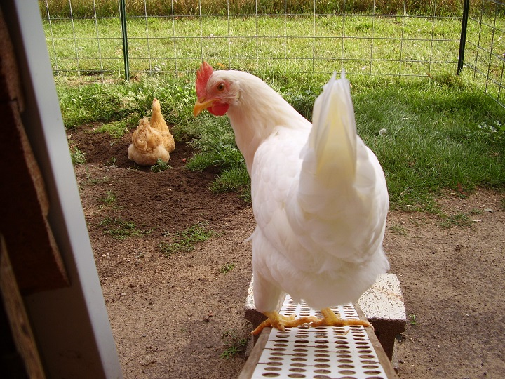 Annie - (White Leghorn)