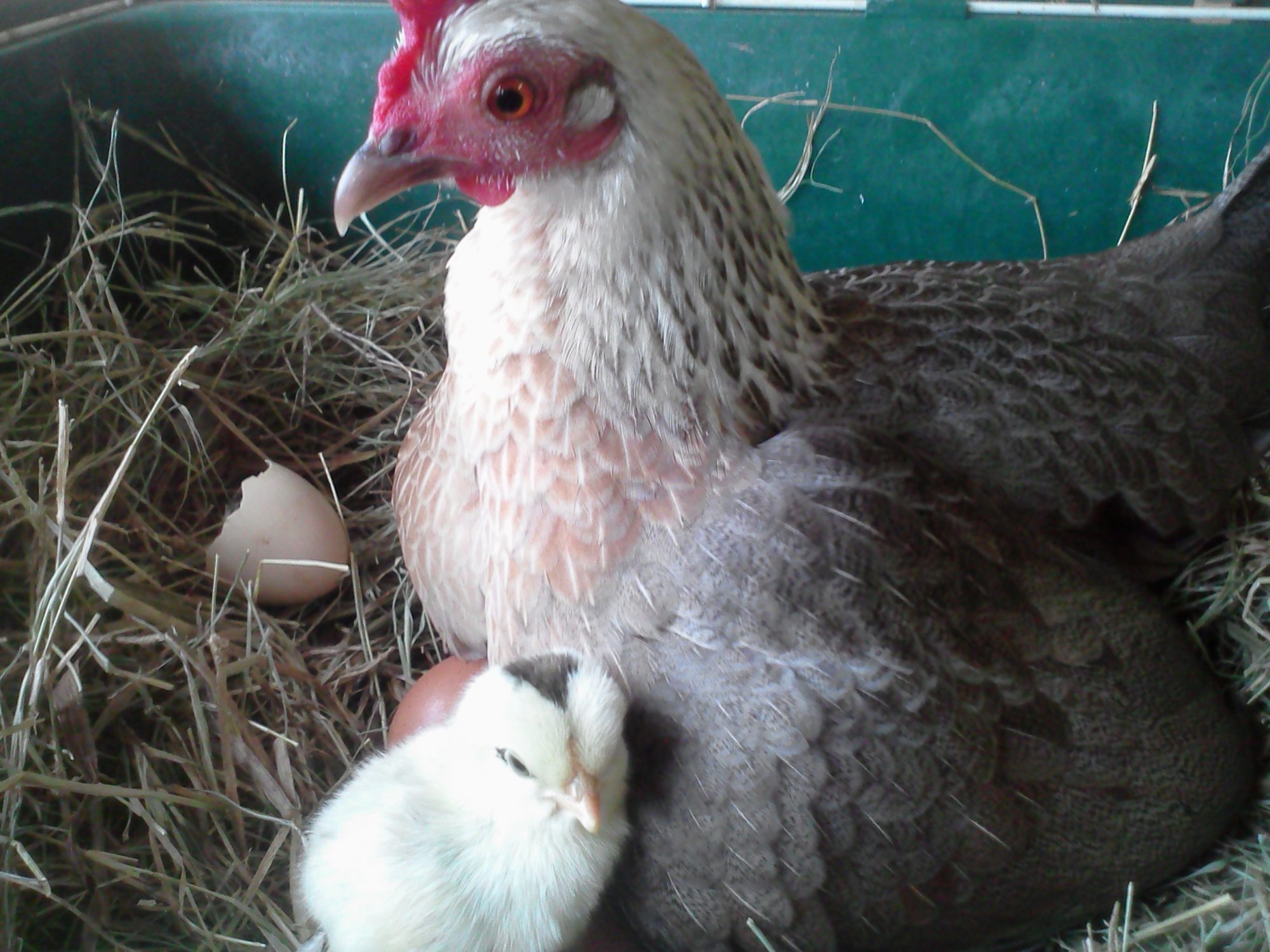 Annie with her new babies.