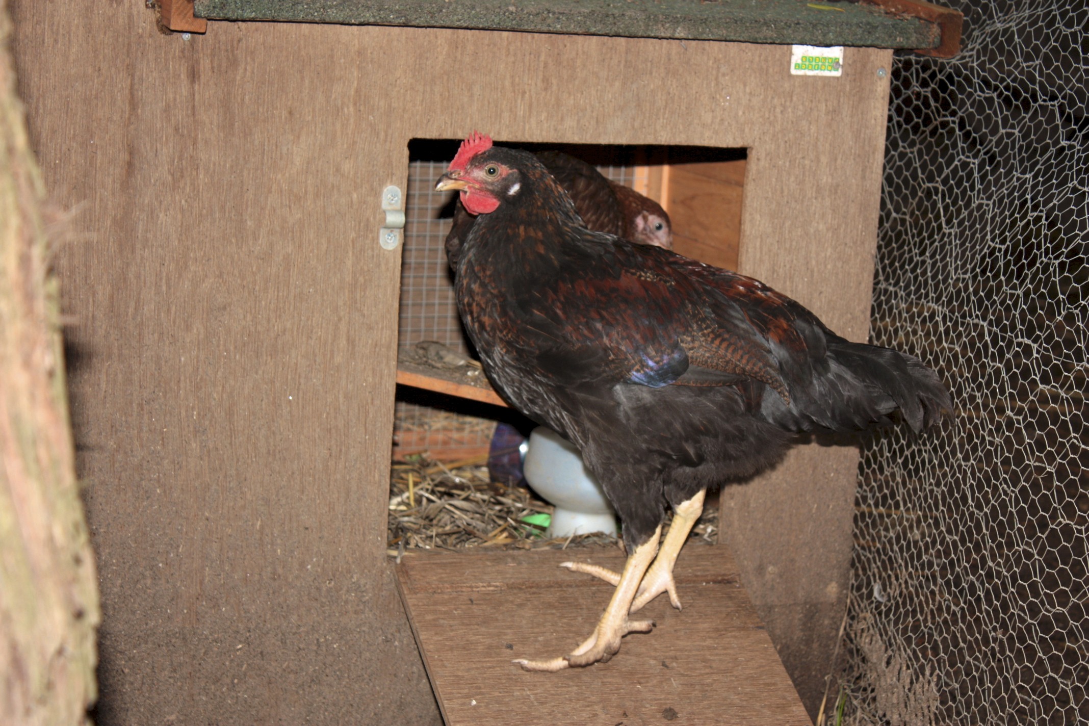Another angle of the Barnevelder rooster, we want to find a nice home for him, any takers