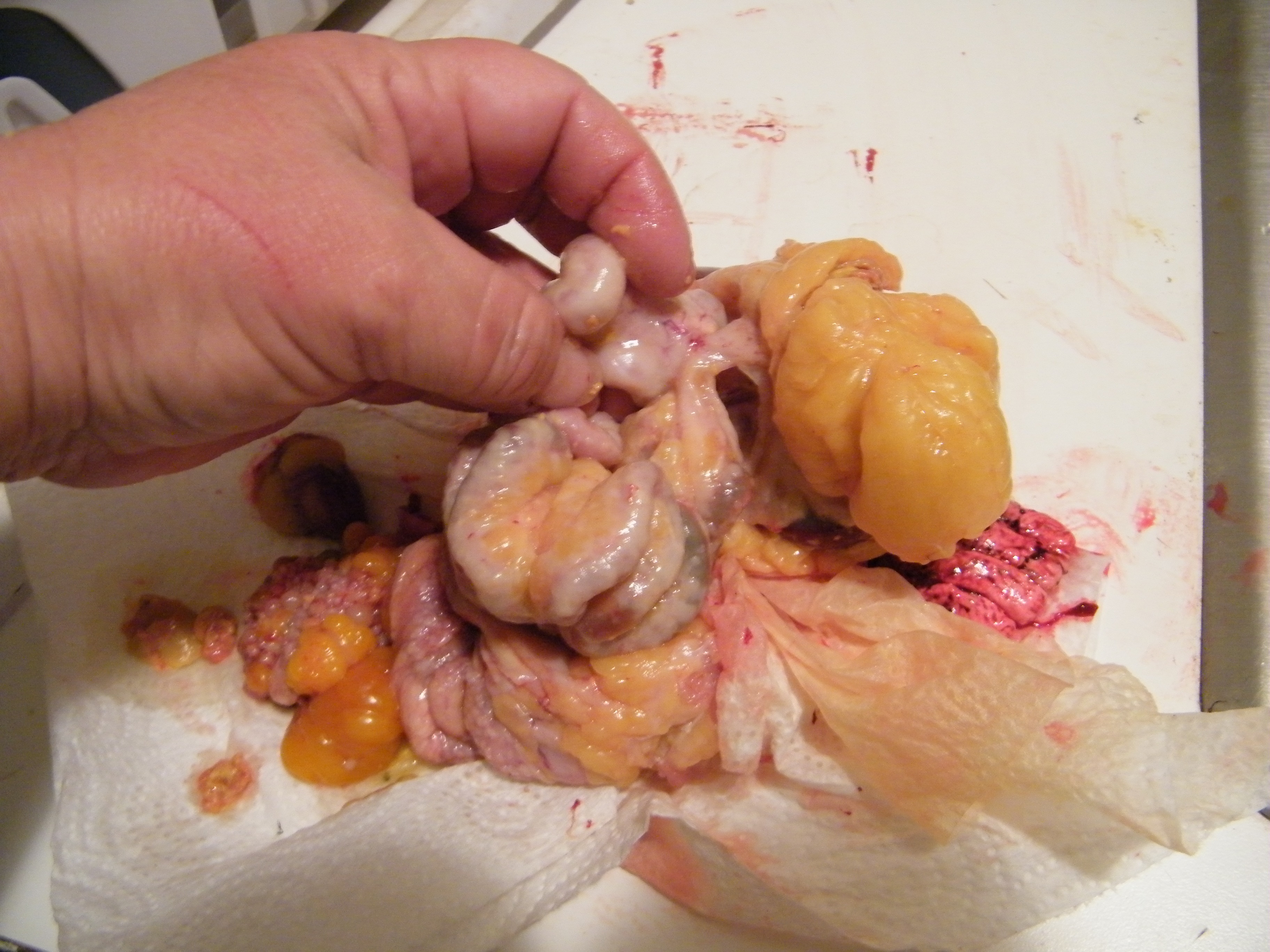 Another angle of the duodenum.  I was trying to see the underside and it didn't want to be turned over.