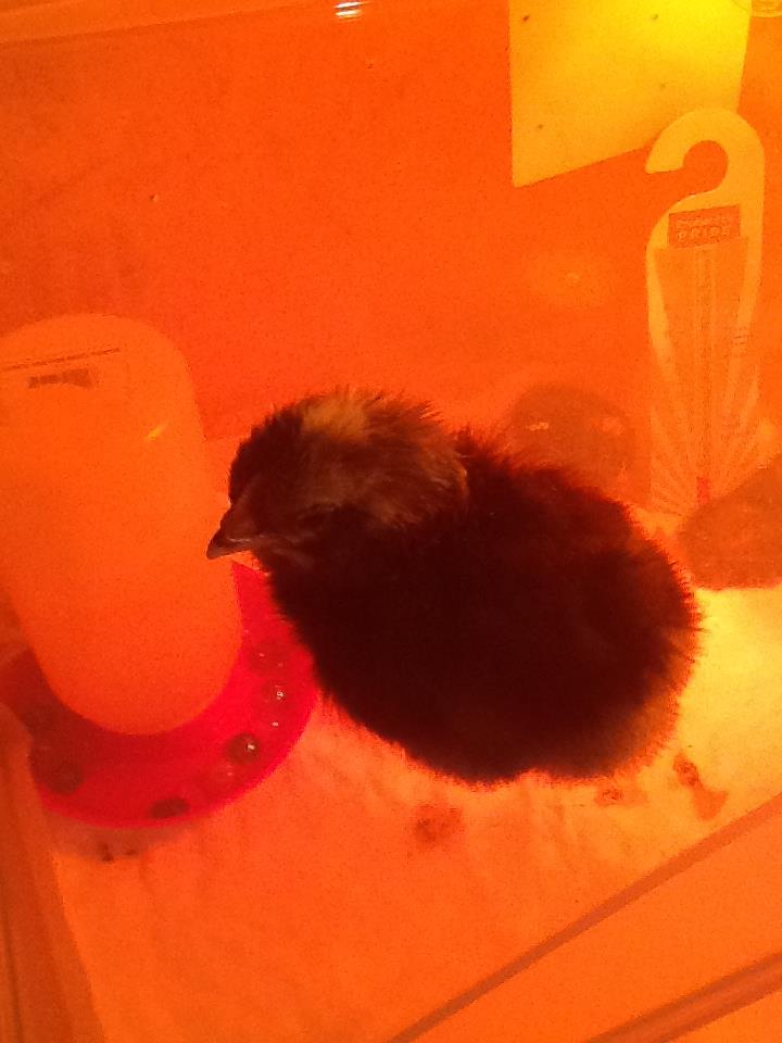 Another Barred Rock cross