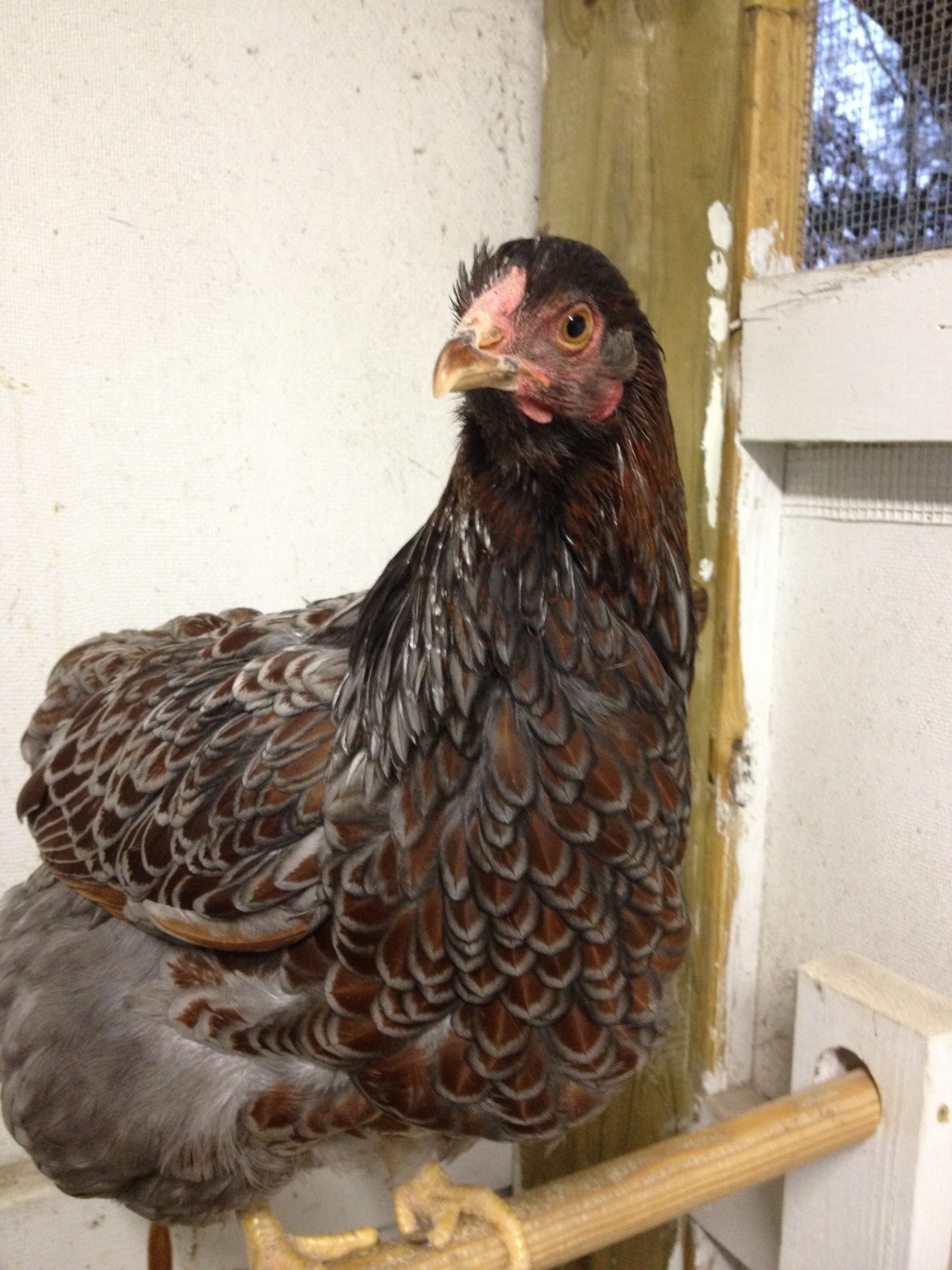 Another beautiful pullet from Jerry.  She is 7-8 months old as of 11/12.