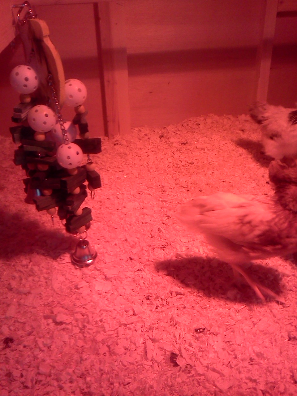 Another bird toy, they love to peck the bells!  Oh and thats Twilight running away from the camera.